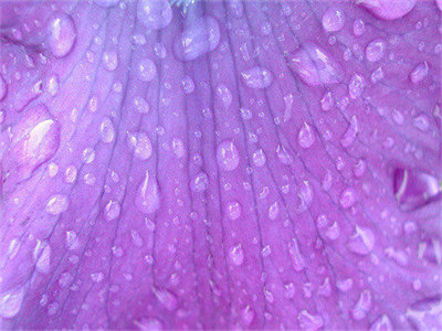 00089_purpleflower_1280x800.jpg