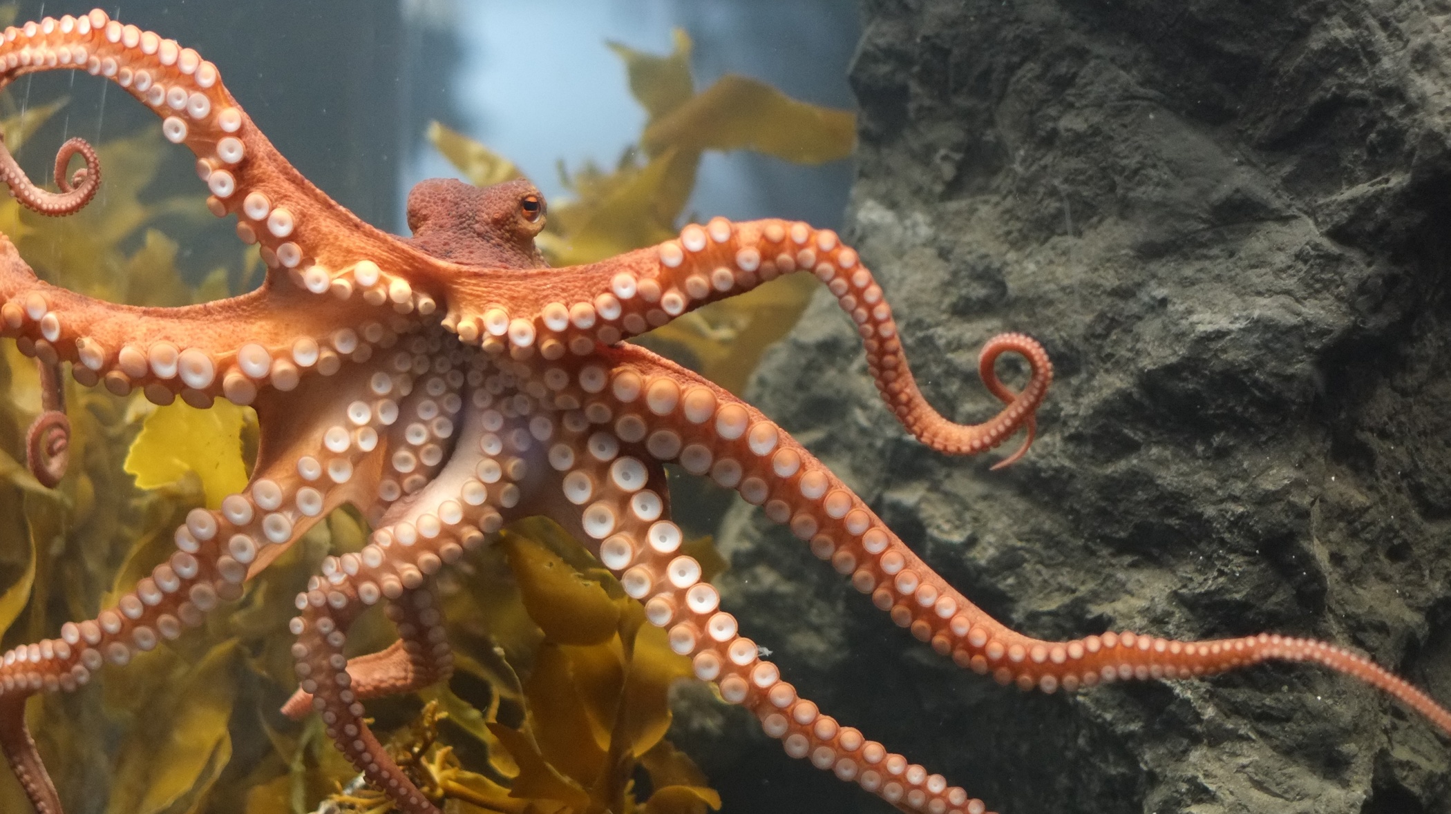 章鱼 八爪鱼 Octopus-3D打印模型下载-3D工场 3Dworks.cn